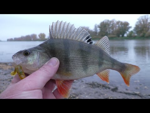 Видео: Ловля окуня осенью. ЖОР ОКУНЯ. Ловля окуня на отводной поводок. Спиннинг в октябре