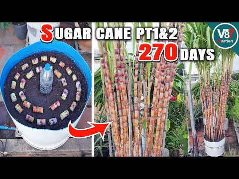 Видео: Как успешно выращивать сахарный тростник в контейнерах дома: пошаговое руководство | Часть 1 и 2