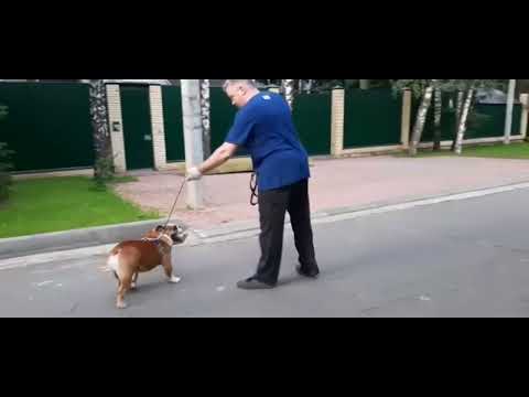 Видео: Агрессивный и брошенный бульдог. 30-дневный курс.