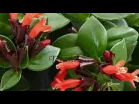 Видео: ЭСХИНАНТУС. Размножение эсхинантуса.