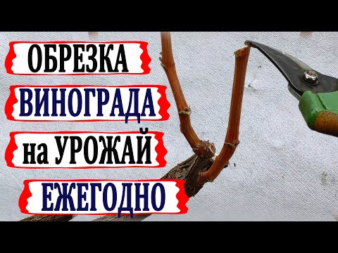 Видео: 🍇 После этой ОБРЕЗКИ ВИНОГРАДА всегда с УРОЖАЕМ/Так обрезают во всем МИРЕ/Обрезка на плодовое звено.