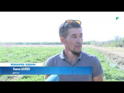 Видео: Қарбыз өсіріп, табысты кәсіпкерге айналды