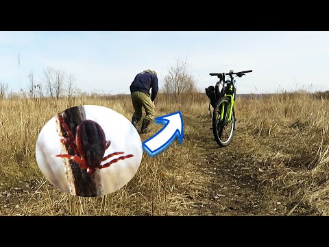 Видео: Проверка защиты от клещей в полевых условиях | Циперметрин 25% концентрат