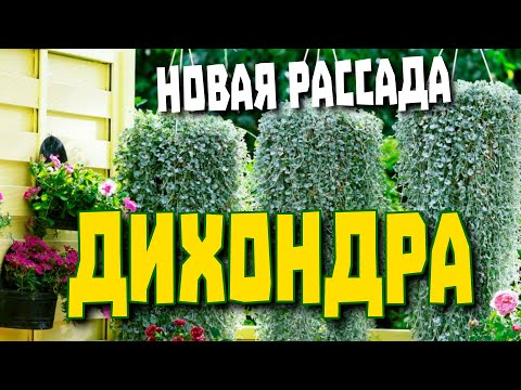 Видео: Дихондра. От посева семян до пикировки.
