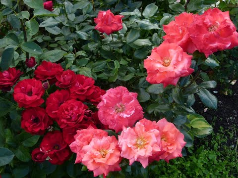 Видео: Осенняя посадка(ПЕРЕСАДКА) роз 2020 года .Роза монинг сан.