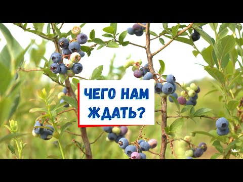 Видео: Какое будущее у голубики