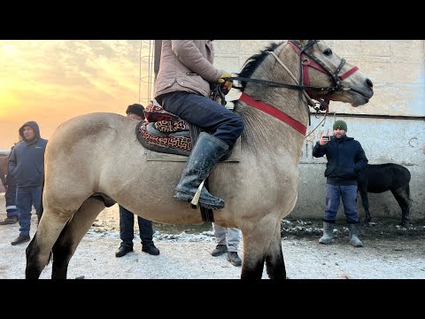 Видео: 😱АСПБОЗОРИ ЛЕНИНСИЙ РАЙОН 😱СРОЧНА ТАМОШО КУ НАРХО ДАР ОСМОН 😱🐴🐴11:12:2024