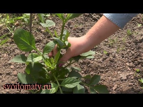 Видео: Формирование клубневых георгинов