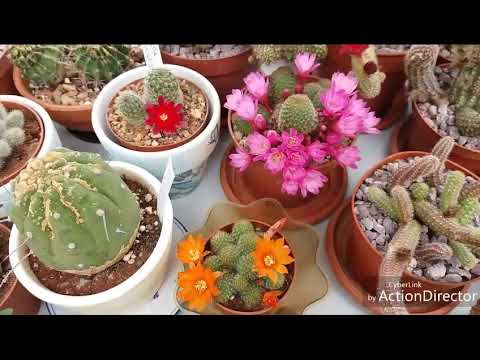 Видео: Кактусы-Ребуции Цветут бесподобно 😍