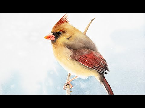 Видео: Акварельная живопись кардинала