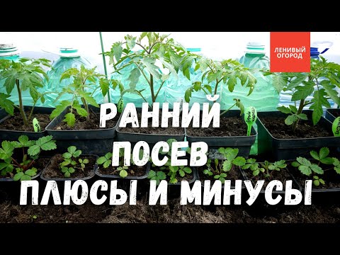 Видео: Все плюсы и минусы раннего посева  семян | Выращивание рассады | Ранняя рассада - стоит ли игра свеч