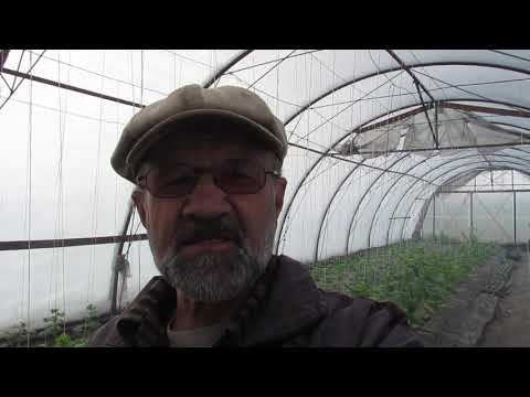 Видео: Огурец " завершился". Что делать?