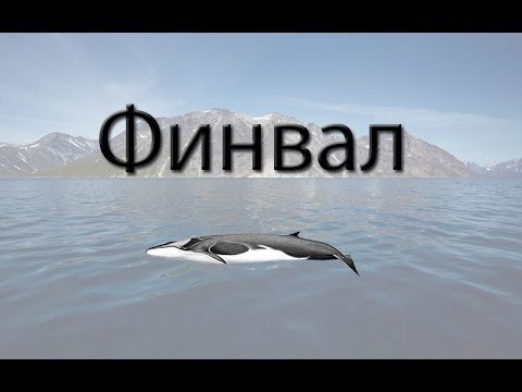 Видео: Русская Рыбалка 3.99 Финвал