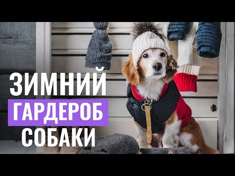 Видео: 🐩 Как выбрать ЗИМНЮЮ ОДЕЖДУ И ОБУВЬ для собаки | Советы кинолога | ЛавГав