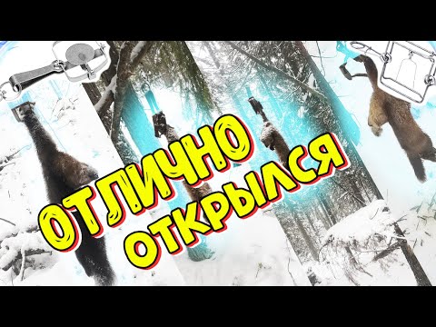 Видео: Охота На Соболя | Капканы: Первая Проверка| Давно Такого Не Было