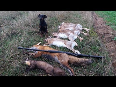 Видео: ШОК!!! Вот это ОТКРЫТИЕ ОХОТЫ НА ЗАЙЦА!!! crazy hunting 2018 - 2019