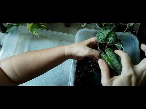 Видео: Посадка укор черенков. 01.09.2025г. 