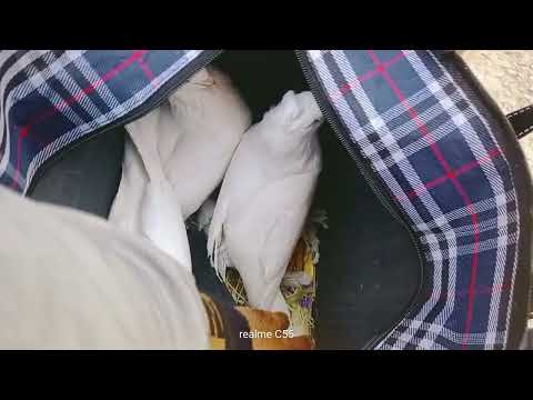 Видео: АСАКА КАБУТАР БОЗОРИ БУГУНГИ НАХЛАРИ 