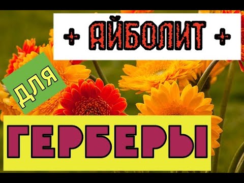 Видео: Гербера в горшке. Болезни и вредители