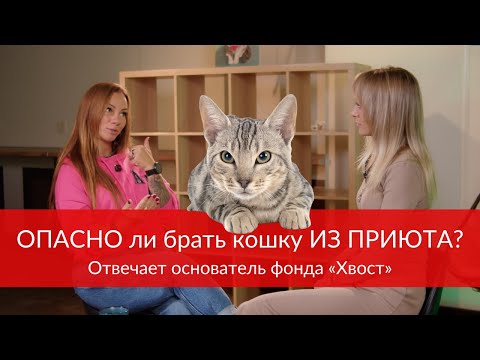 Видео: Почему кошкам так сложно найти дом и что должны знать будущие владельцы? #подкаст #помощь #кошки