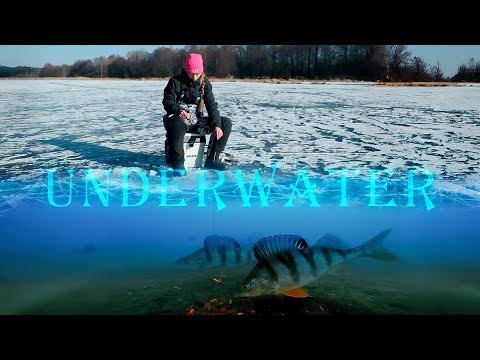 Видео: ОПУСТИЛИ КАМЕРУ и были В ШОКЕ !  UNDERWATER 2025