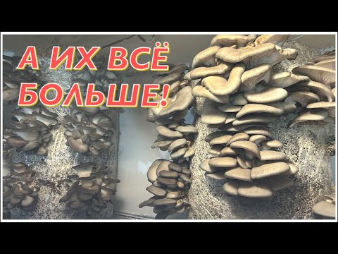 Видео: Грибная Ферма в прямом Эфире! 4й выпуск! Очень много Вешенок!