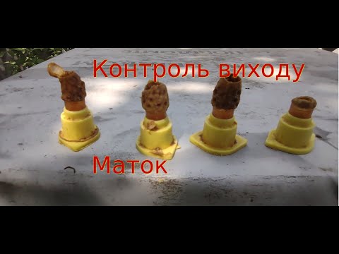 Видео: Контроль виходу маток в сім'ях