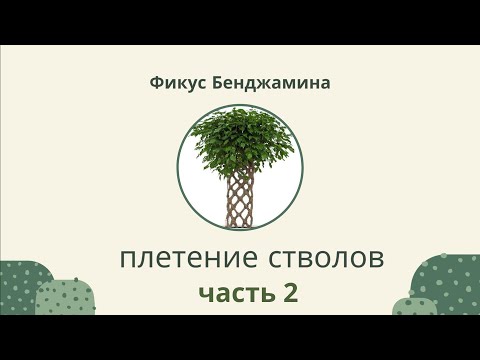 Видео: Фикус Бенджамина / Плетение стволов. Часть 2
