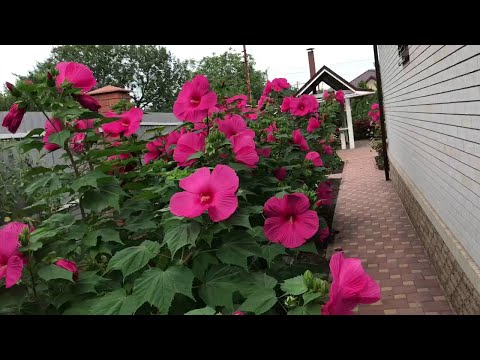 Видео: Гибискус травянистый: сорт "Катерина"