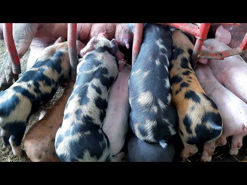 Видео: ОТДАМ и ПРОДАМ, поросят подкидышей, корм от 10кг до 30 Кг .старт.гровер.финиш.