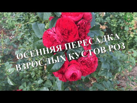 Видео: ОСЕННЯЯ ПЕРЕСАДКА ВЗРОСЛЫХ кустов РОЗ. НЕ ПРОПУСТИТЕ АКЦИЮ! Питомник 🌹 и 🌲 Е. Иващенко