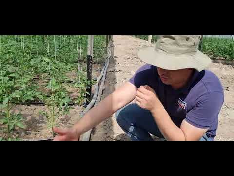 Видео: Гармхонаи замонавӣ дар Тоҷикистон н.Кушониён деҳаи Бофанда ва Янгиюл памидори Замира F1 шинондан.