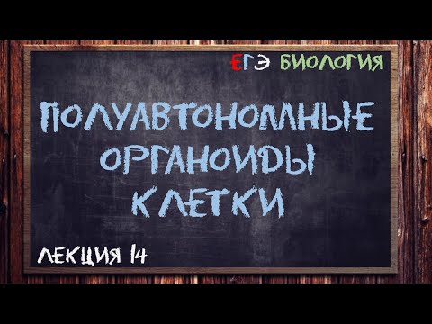 Видео: Л.14 | ПОЛУАВТОНОМНЫЕ ОРГАНОИДЫ КЛЕТКИ | ОБЩАЯ БИОЛОГИЯ ЕГЭ