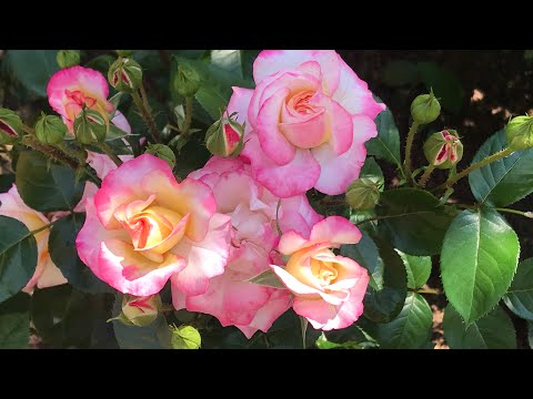 Видео: Розы. Тень не помеха красоте. Mary Rose, Sonnenwelt, Nostalgia, Honore de Balzac, Benjamin Britten..