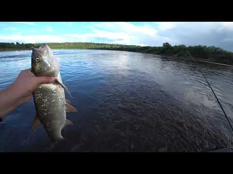 Видео: рыбалка на Вятке. Жерех на стик