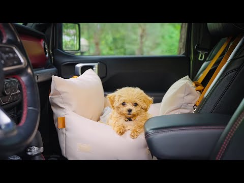 Видео: Первый кемпинг с милым щенком_ASMR