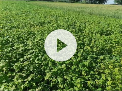 Видео: Гречиха самосев или ручная посадка в чем отличия