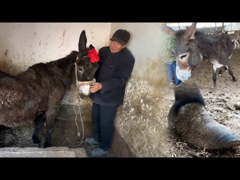 Видео: 80-летний мужчина и 40-летний осёл работают вместе на ферме. Можно ли продать осла?