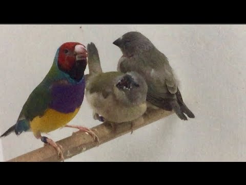 Видео: Вылетели птенцы.Амадины Гульда.