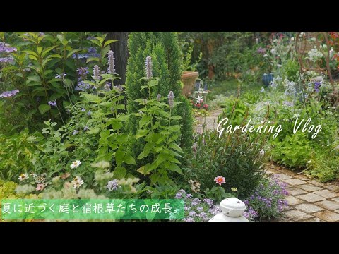 Видео: Japan Life / Garden Vlog｜Как провести в саду в июне. ｜ Сад, в котором растут летние цветы.