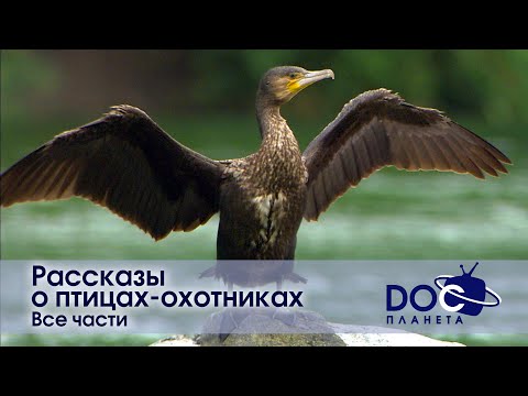 Видео: Рассказы о птицах-охотниках. Все части - Документальный фильм