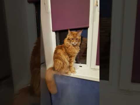 Видео: Royal Canin Второй шанс!