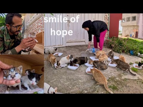 Видео: На наших лицах не было бы улыбок, если бы мы не помогли всем моим городским котам.