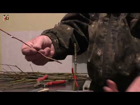 Видео: Прививка яблонь! Реально простой способ! Часть 2.