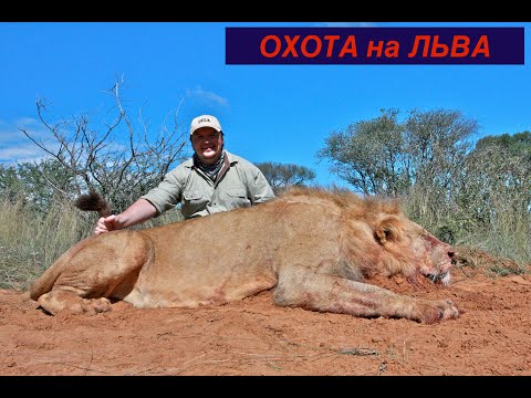 Видео: Africa in the Scope Part1 Охота на Льва Big 5 Lion Hunting