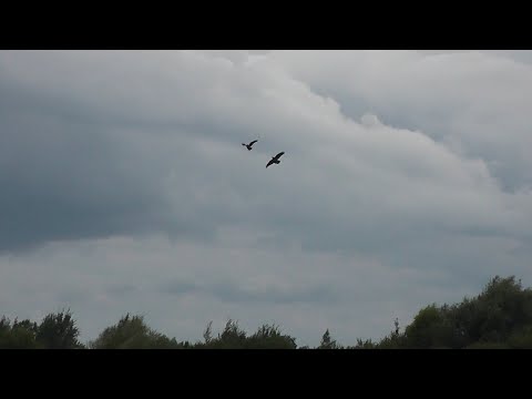 Видео: Маня взрослеет,набирается сил