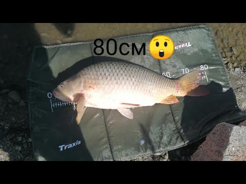 Видео: РИБОЛОВ на ШАРАНИ-Хванах 80см Шаран на метод фидер-Микроязовир "Бончово Кладенче"