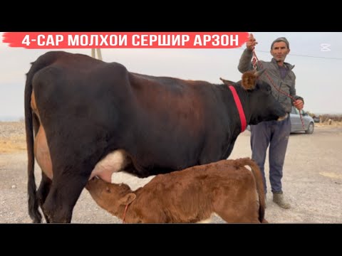 Видео: 4-САР ОЧА БАЧА АЗ АКАИ БЕК-НАЗАР УСПЕТ КУНЕД 8 ноября 2025 г.