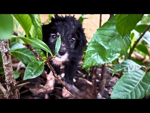 Видео: Мы спасли бездомного щенка... А потом она исчезла! Думали, что потеряли её навсегда.