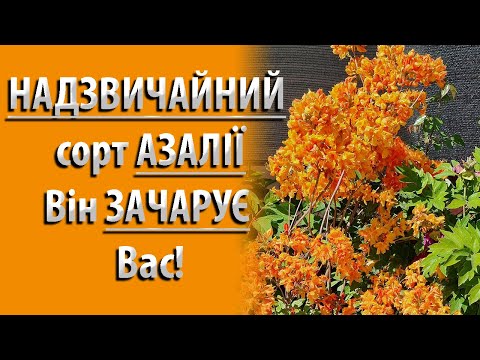 Видео: ШАГ К ЧУДУ: АЗАЛИЯ Хтоська - ОБЩИЕ СОВЕТЫ #садоводство #азалия #цветы